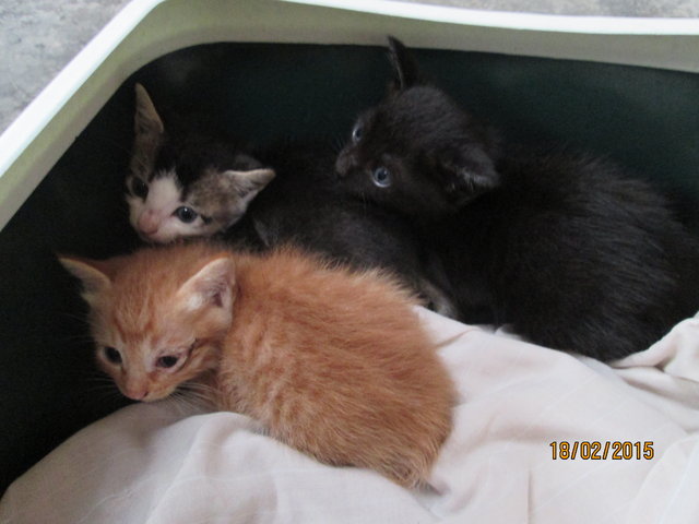 3 Kittens - Domestic Short Hair Cat