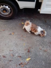 Baby Daughter - Shih Tzu Dog