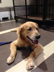 Max - Golden Retriever Dog