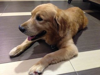 Max - Golden Retriever Dog