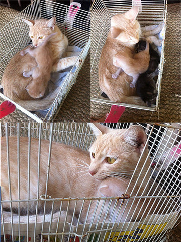 Ekon - Singapura Cat