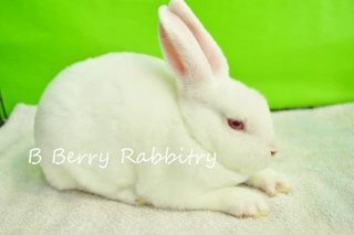 Mini Rex - Rew 250 - Mini Rex Rabbit