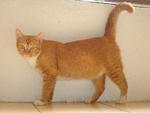 Fabian - Domestic Short Hair Cat