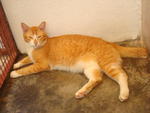 Fabian - Domestic Short Hair Cat
