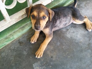 Baby Gurl - Mixed Breed Dog