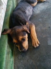 Baby Gurl - Mixed Breed Dog