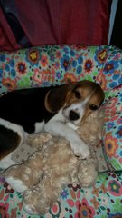 Bonya - Beagle Dog