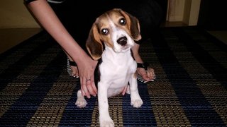 Bonya - Beagle Dog