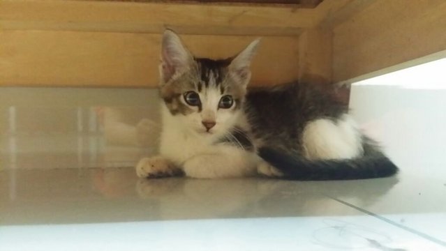 2 Kittens - Domestic Short Hair Cat