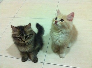 Belang - Maine Coon + Domestic Long Hair Cat