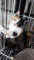 Cute Kitten - Persian + Domestic Long Hair Cat