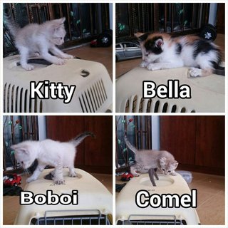 Bella,kitty,boboi,comel - Domestic Short Hair Cat