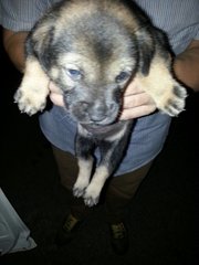 Male Pup - Mixed Breed Dog