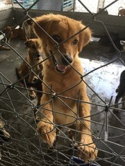 Browny - Mixed Breed Dog