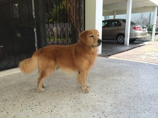 Rex - Golden Retriever Dog