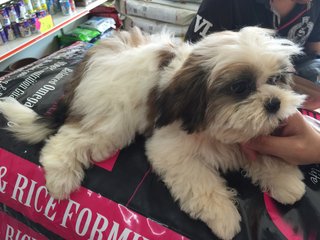 Shizhu - Shih Tzu Dog