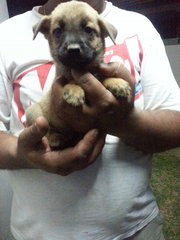 Male Pup 2 In Kulim - Mixed Breed Dog