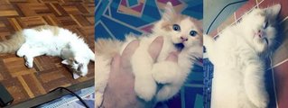 Tommy - British Shorthair + Turkish Angora Cat