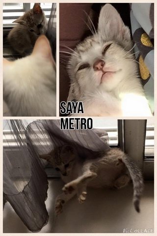 Metro - Tabby Cat