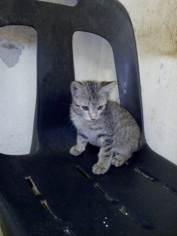 1 Kitten - Domestic Short Hair Cat