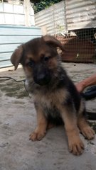 German Shepherd Puppies - German Shepherd Dog Dog