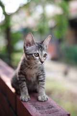 Tabby - Domestic Short Hair Cat