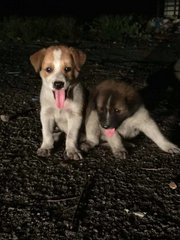 Plump Male &amp; Female Pups - Mixed Breed Dog