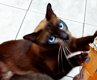 Yakira - Siamese Cat