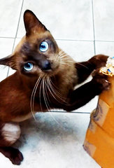 Yakira - Siamese Cat