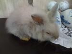 A5 - Angora Rabbit Rabbit