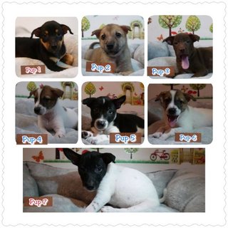 8 Puppies ( Toilet Trained) - Mixed Breed Dog