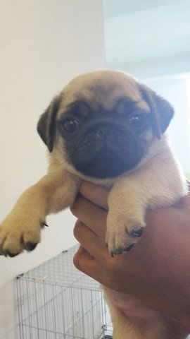 Pug Dog Fawn - Pug Dog