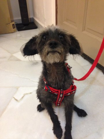 Boy - Chinese Crested Dog + Silky Terrier Dog