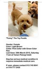 Funny - Poodle Dog