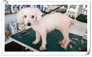 Natalie &amp; Nathon - Poodle Dog