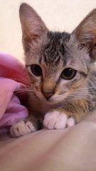 Tracy - Domestic Short Hair Cat