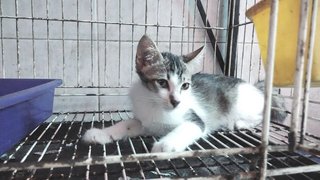 Kushi - Domestic Short Hair Cat