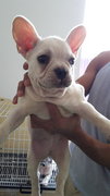 White Frenchie French Bulldog - French Bulldog Dog
