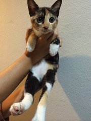 Missy, Bobtailed Kitten  - Domestic Short Hair + Bobtail Cat