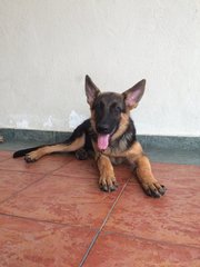 German Shepherd Big Bone (Lucy) - German Shepherd Dog Dog