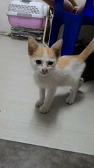 Orange Baby - Domestic Short Hair Cat