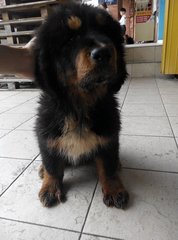 Female Tibetan Mastiff China Imported - Tibetan Mastiff Dog