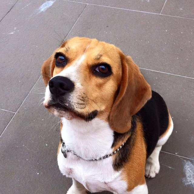 Prince - Beagle Dog