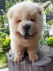 Imported Chow Chow  - Chow Chow Dog