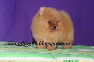 Chubby Monster - Pomeranian Dog