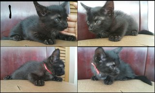 Kitten (1) - Domestic Short Hair Cat