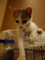 Yumi - Domestic Short Hair Cat