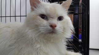 Kiki - Persian + Domestic Long Hair Cat