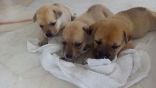 Looking For A Good Home - 3 Puppies!