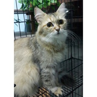 Didi - Persian Cat